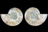 Cut & Polished Ammonite Fossil - Agatized #88416-1